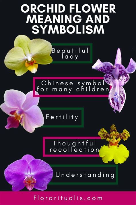 orchid meanjng|orchid meaning symbolism.